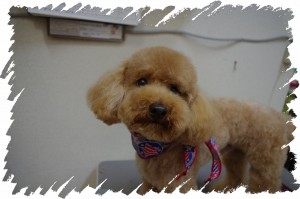 blogチョコ