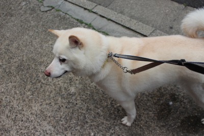 ３月３０日ホテルのお客様 トリミング ペットホテル 犬kura猫kura 江東区 墨田区 江戸川区 葛飾区